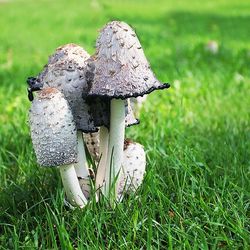 Close-up of mushroom growing on grassy field