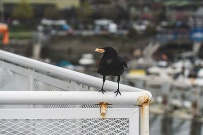 Close-up of seagull perching on railing