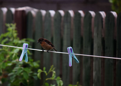 Close-up of bird perching on fence