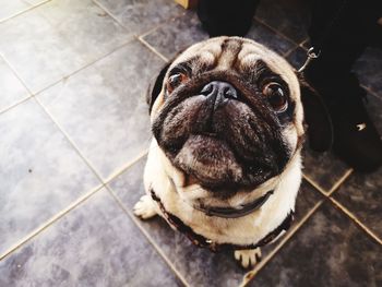 Close-up portrait of a dog