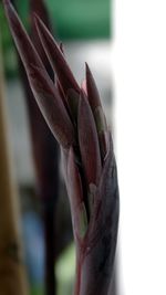 Close-up of flower buds