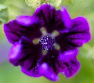 Close-up of pink flower