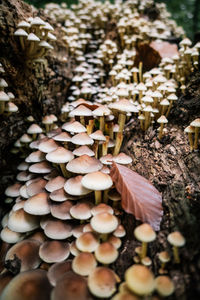 Close-up of mushrooms growing on field