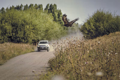Truck going down a dirt road comes across a bird