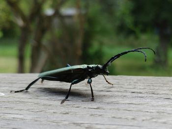 Close-up of insect