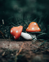 Close-up of orange mushroom growing on field