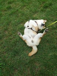High angle view of dog relaxing on field