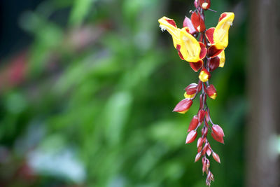 Close-up of red flowering plant