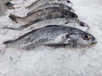 Close-up of fish for sale in market