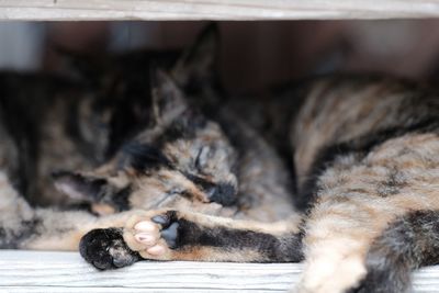 Close-up of cat sleeping