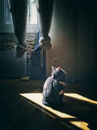 Dog looking away