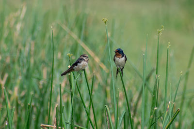 Bird perching on grass in field