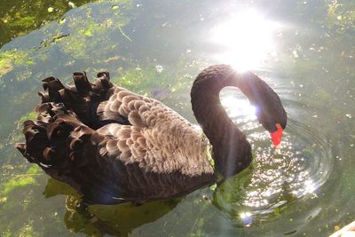 Swans swimming in lake