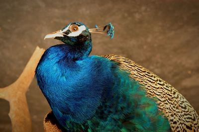 Close-up of peacock