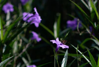 Close-up of honey bee on purple flower