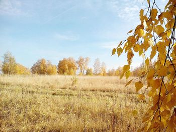 Trees growing on field