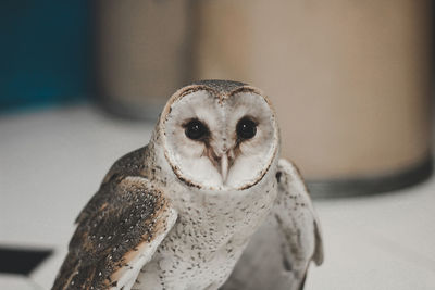 Close-up portrait of owl