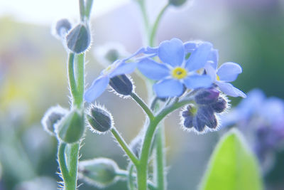 Close-up of purple flowering plant