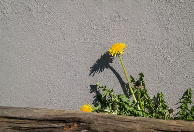 Close-up of yellow flower against tree