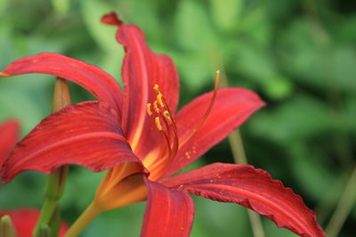 Close-up of red lily