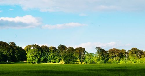 Trees on grassy field