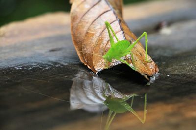 Close-up of butterfly on leaf