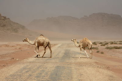 Camels on road against sky