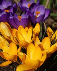 Close-up of yellow crocus flowers