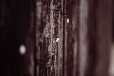 Close-up of rusty metal on wood against wall