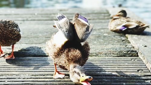 View of birds on wood