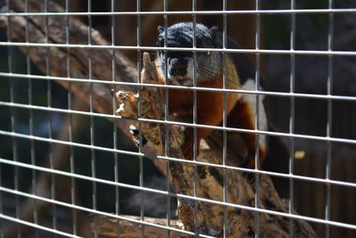 Close-up of monkey in cage