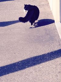 Dog standing on road