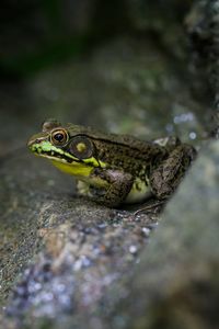 Close-up of frog on rock