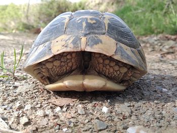 Close-up of a shell on a field