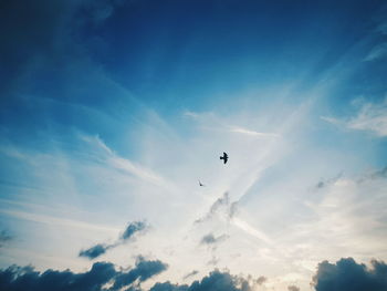 Low angle view of birds flying against blue sky