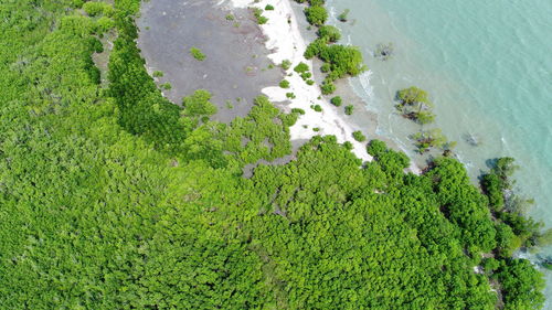 High angle view of plant on sea shore