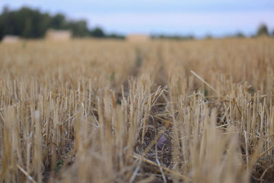 Close-up of wheat field