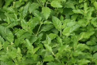 Full frame shot of thai holy basil green leaves