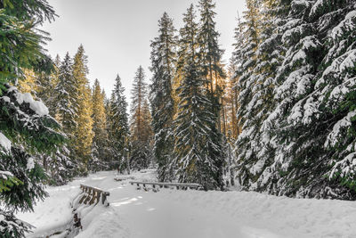 Pine trees against sky during winter