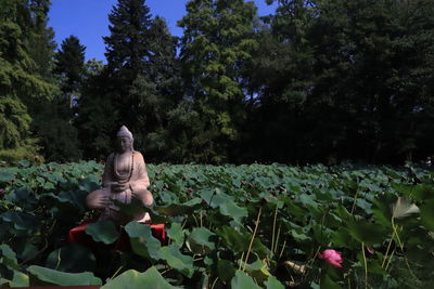 Woman sitting on plant against trees