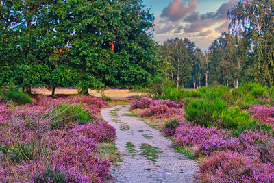 Purple flowering plants on field against sky