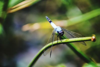 Close-up of damselfly on plant