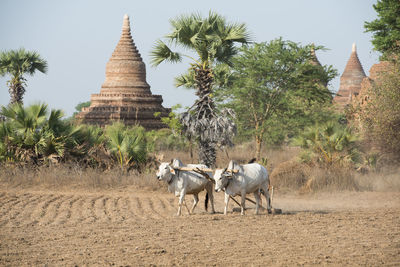 Bulls on farm by historic temple against sky