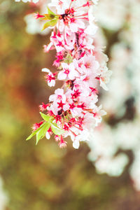 Close-up of pink cherry blossoms in spring