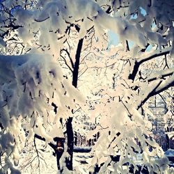 Close-up of plant in background