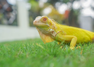 Close-up of lizard on field