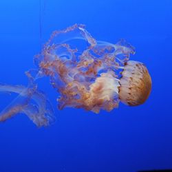 Close-up of jellyfish against blue background