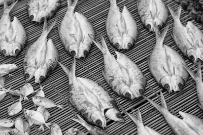 High angle view of birds in cage