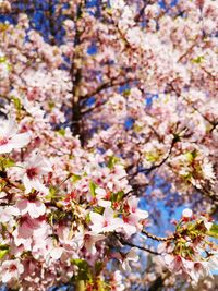 Low angle view of cherry blossoms in spring