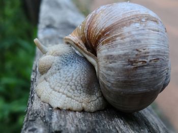 Close-up of snail on wood